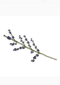 Thumbnail for Blue Berries Felt Branch Talla Imports