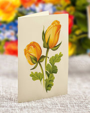 Sorbet Roses (8 Pop-up Greeting Cards) FreshCut Paper LLC